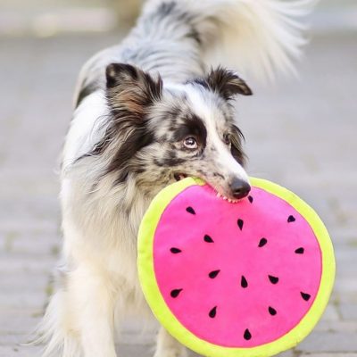 Hundefrisbee Hundespielzeug Nähen Haustier kostenlose Schnittmuster Gratis-Nähanleitung