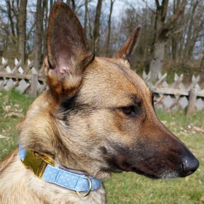 Hundehalsband verschluss gepolstert naehen kostenlos gratis Freebook naehidee naehanleitung
